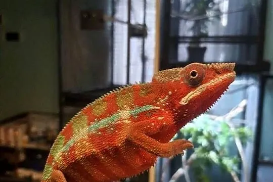 kameleon lamparci ambilobe red bar, Kujawsko-pomorskie, Włocławek