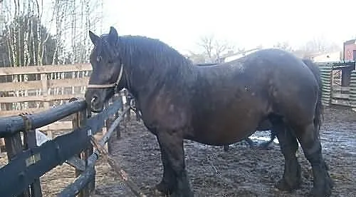 Sprzedam Konia.