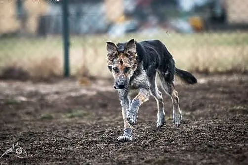 Leo- mix owczarka niemieckiego szuka domu odpowied