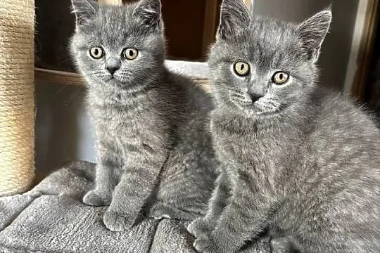 Koty brytyjskie