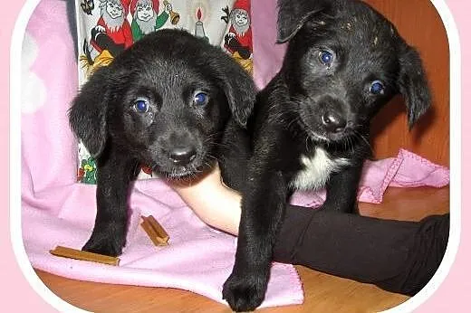 Mix labradorki 2 miesieczne,adopcja!!,  świętokrzyskie Kielce