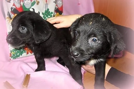 Mix labradorki 2 miesieczne,adopcja!!,  świętokrzy
