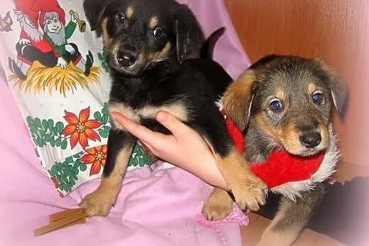 Mix labradorki 2 miesieczne,adopcja!!,  świętokrzy