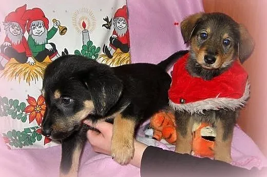 Mix labradorki 2 miesieczne,adopcja!!,  świętokrzy
