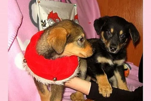 Mix labradorki 2 miesieczne,adopcja!!,  świętokrzy