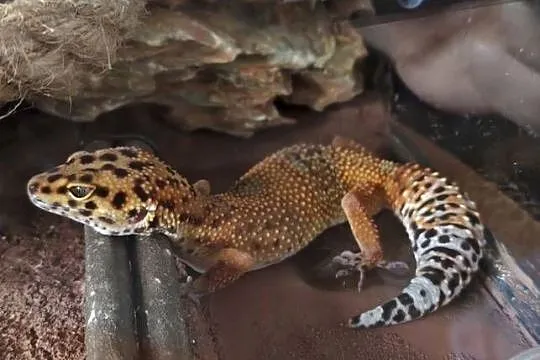 Gekon Lamparci !!! + Terrarium, Mata grzewcza... Zestaw !!!