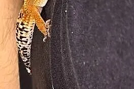 Gekon Lamparci !!! + Terrarium, Mata grzewcza... Zestaw !!!, Podlaskie, Białystok