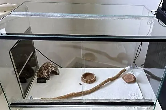 Gekon Lamparci !!! + Terrarium, Mata grzewcza... Zestaw !!!, Podlaskie, Białystok