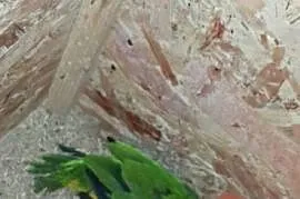 Sprzedam parę barwinki  białobrzuche