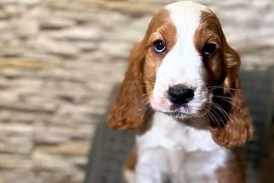 Wyjątkowy piesek Cocker Spaniel Angielski z rodowodem wielopokoleniowym