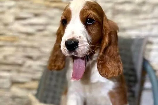 Wyjątkowy piesek Cocker Spaniel Angielski z rodowodem wielopokoleniowym, Małopolskie, Kraków