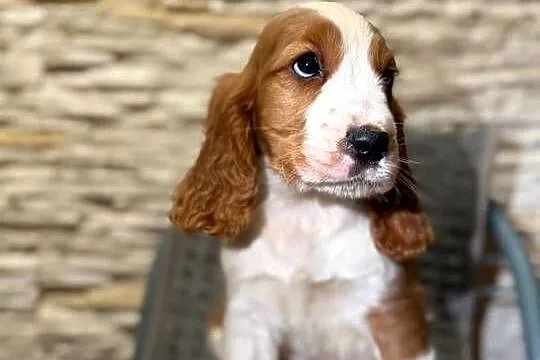 Wyjątkowy piesek Cocker Spaniel Angielski z rodowodem wielopokoleniowym, Małopolskie, Kraków