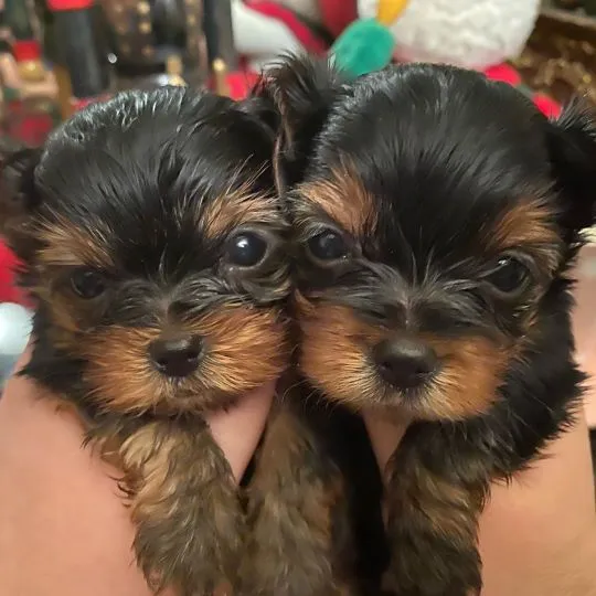 Niesamowite szczenięta Yorkshire Terrier szukają kochającego i troskliwego domu.
