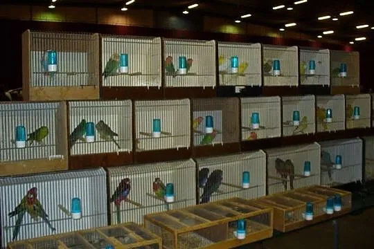 Papugi , Ptaki egzotyczne Giełda Zwolle