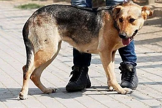 INEZ zjawiskowa sunia nieśmiała ale bardzo radosna