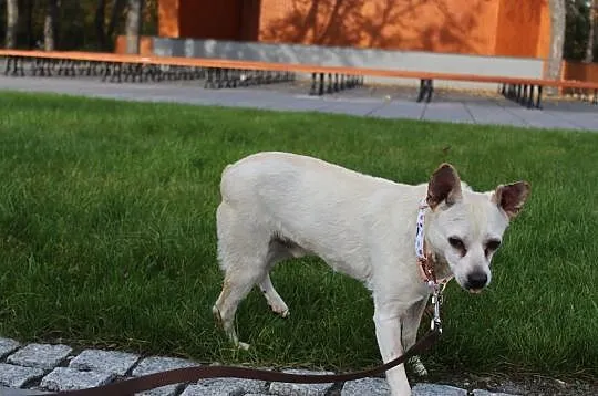 Staś - to po prostu król kanapy i przytulania! :), Mazowieckie, Warszawa