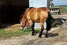 Sprzedam