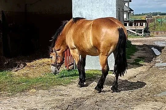 Sprzedam, Mazowieckie, Żelazowa Wola