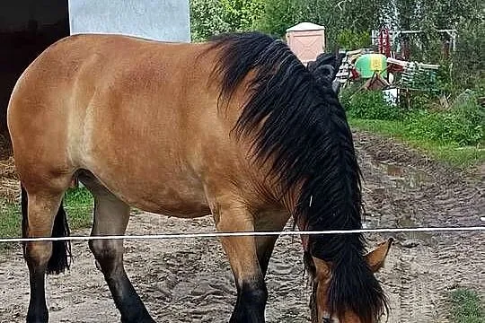 Sprzedam, Mazowieckie, Żelazowa Wola