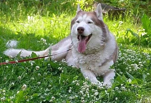 Timur - piękny rudzielec husky poszukuje domu, ma