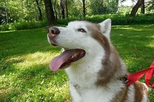 Timur - piękny rudzielec husky poszukuje domu,  ma