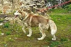 Timur - piękny rudzielec husky poszukuje domu,  ma