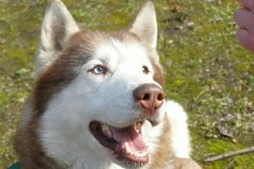 Timur - piękny rudzielec husky poszukuje domu,  ma
