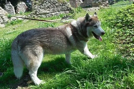 Timur - piękny rudzielec husky poszukuje domu,  ma