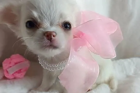 Chihuahua dziewczynka długowłosa suczka