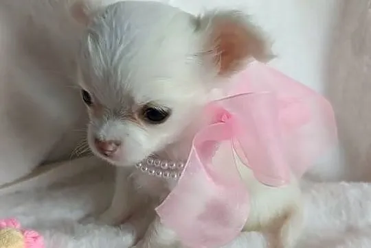 Chihuahua dziewczynka długowłosa suczka, Kujawsko-pomorskie, Inowrocław