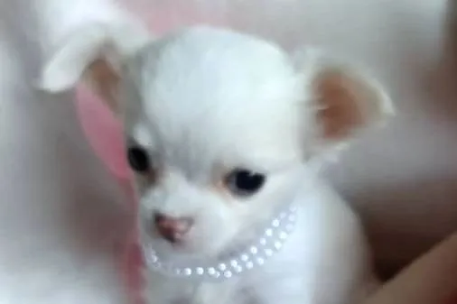 Chihuahua dziewczynka długowłosa suczka, Kujawsko-pomorskie, Inowrocław