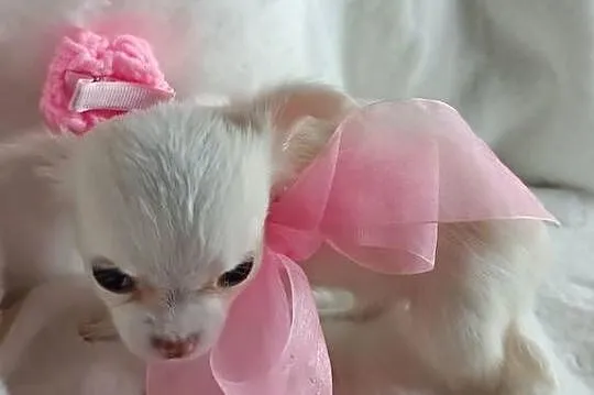 Chihuahua dziewczynka długowłosa suczka, Kujawsko-pomorskie, Inowrocław