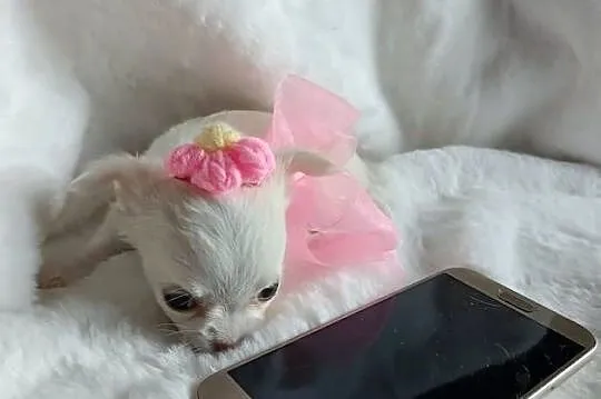 Chihuahua dziewczynka długowłosa suczka, Kujawsko-pomorskie, Inowrocław