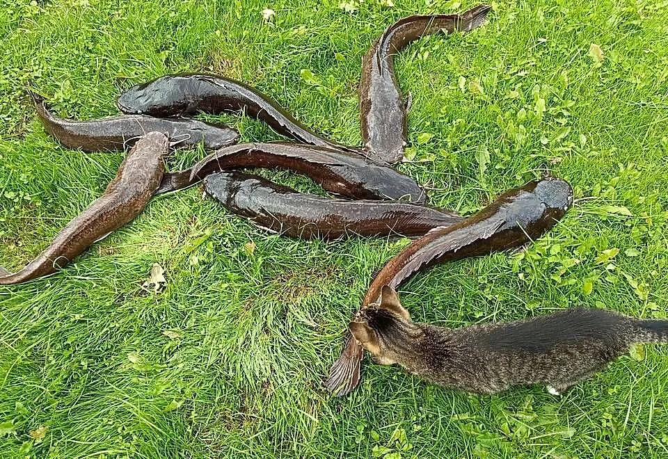 Sum wędzony tradycyjnie wysyłka, Śląskie, Zbytków