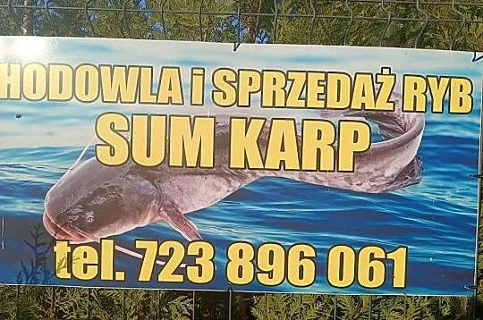 Sum wędzony tradycyjnie wysyłka, Śląskie, Zbytków