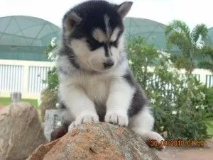 Szczenięta Siberian Husky i Pomeranian WhatsApp: (+63-9928-49-1099), , Polana pod Jeziorami