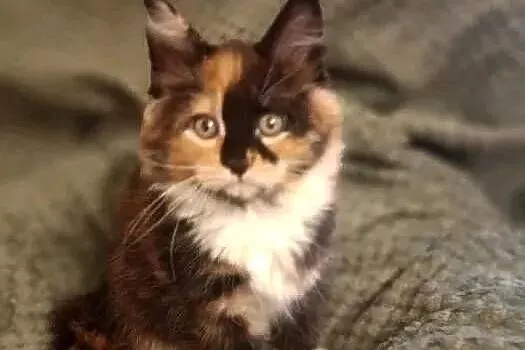 Kotka Maine Coon Rodowód FPL