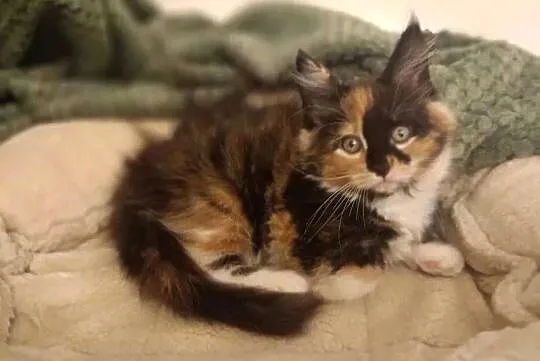 Kotka Maine Coon Rodowód FPL, Lubuskie, Bytom Odrzański