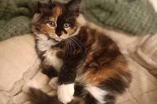 Kotka Maine Coon Rodowód FPL, Lubuskie, Bytom Odrzański