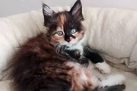 Kotka Maine Coon Rodowód FPL, Lubuskie, Bytom Odrzański