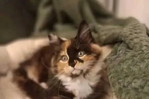 Kotka Maine Coon Rodowód FPL, Lubuskie, Bytom Odrzański