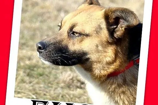 Średni 13 kg sympatyczny EMO,łagodny,przyjazny,towarzyski_Adopcja_