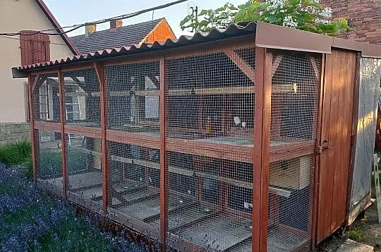 Woilera dla papug., Dolnośląskie, Wrząca Wielka