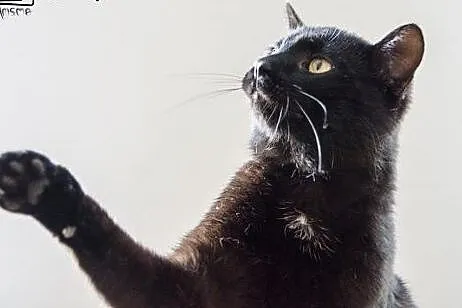 Magia czarnego kota- pokochaj Polusia !,  dolnoślą