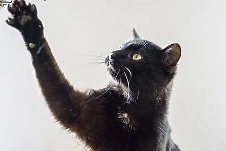 Magia czarnego kota- pokochaj Polusia !,  dolnoślą