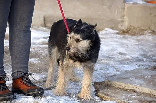 Szorstek, wspaniały pies który zapomniał, jak wygl