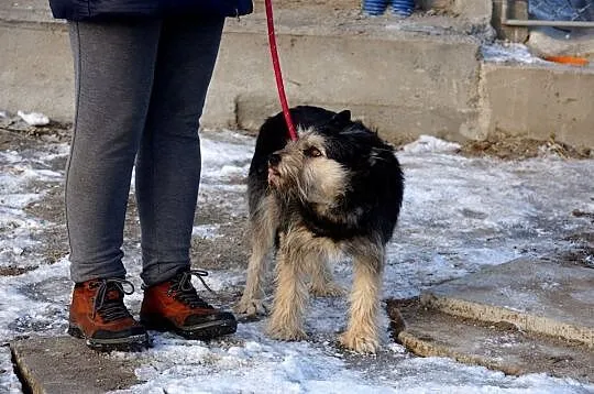 Szorstek, wspaniały pies który zapomniał, jak wygl
