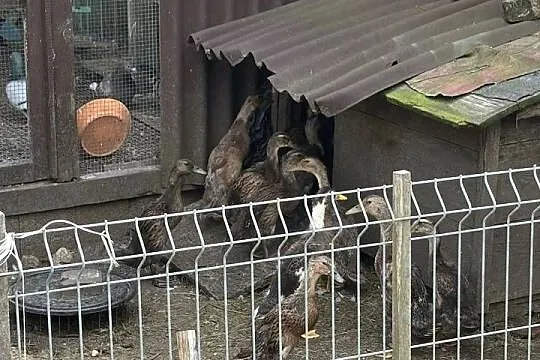 Młode kaczki bieguski + matka, Śląskie, Siewierz