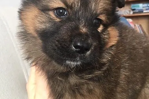 PYZA - piękne psie dziecko uszczęśliwi Twoją rodzinę!,  mazowieckie Warszawa
