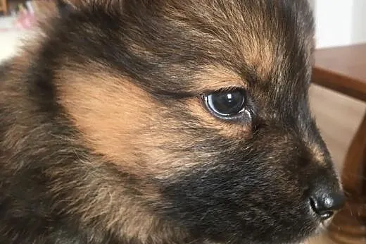 PYZA - piękne psie dziecko uszczęśliwi Twoją rodzi